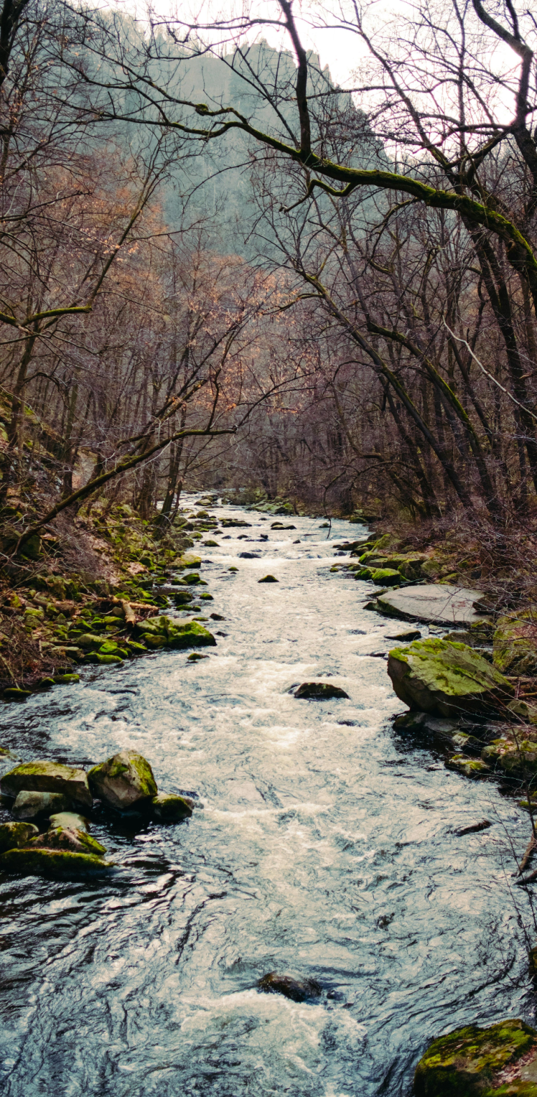Selketal Ein ruhiger Fluss fließt durch einen von Bäumen umgebenen, herbstlichen Wald.